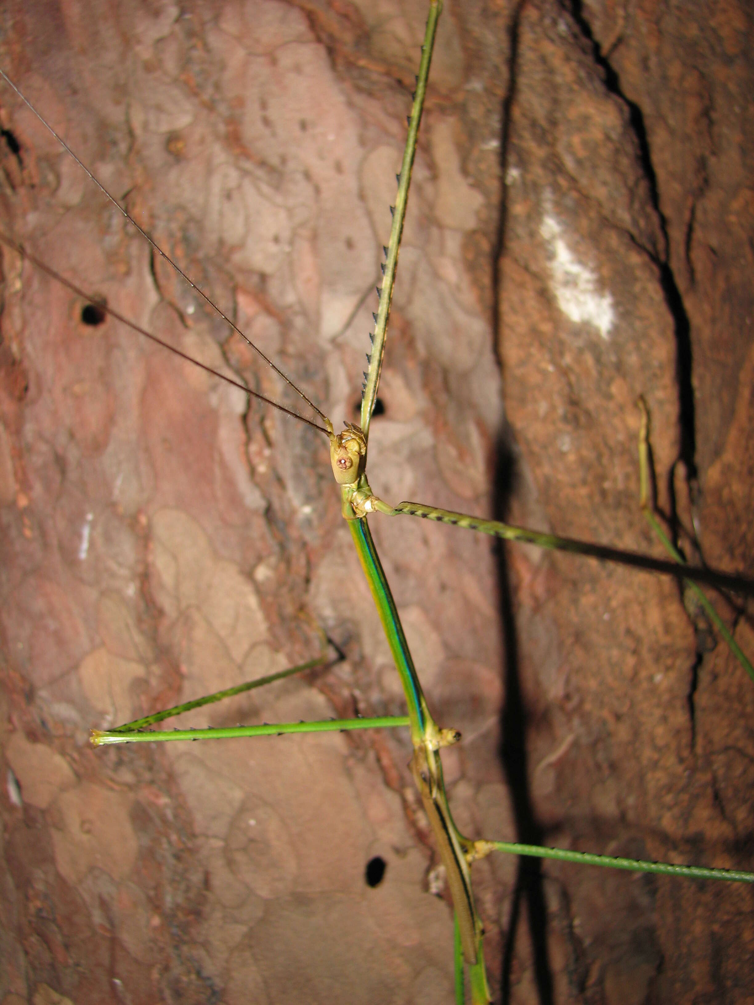 Image of Phobaeticus serratipes (Gray & G. R. 1835)