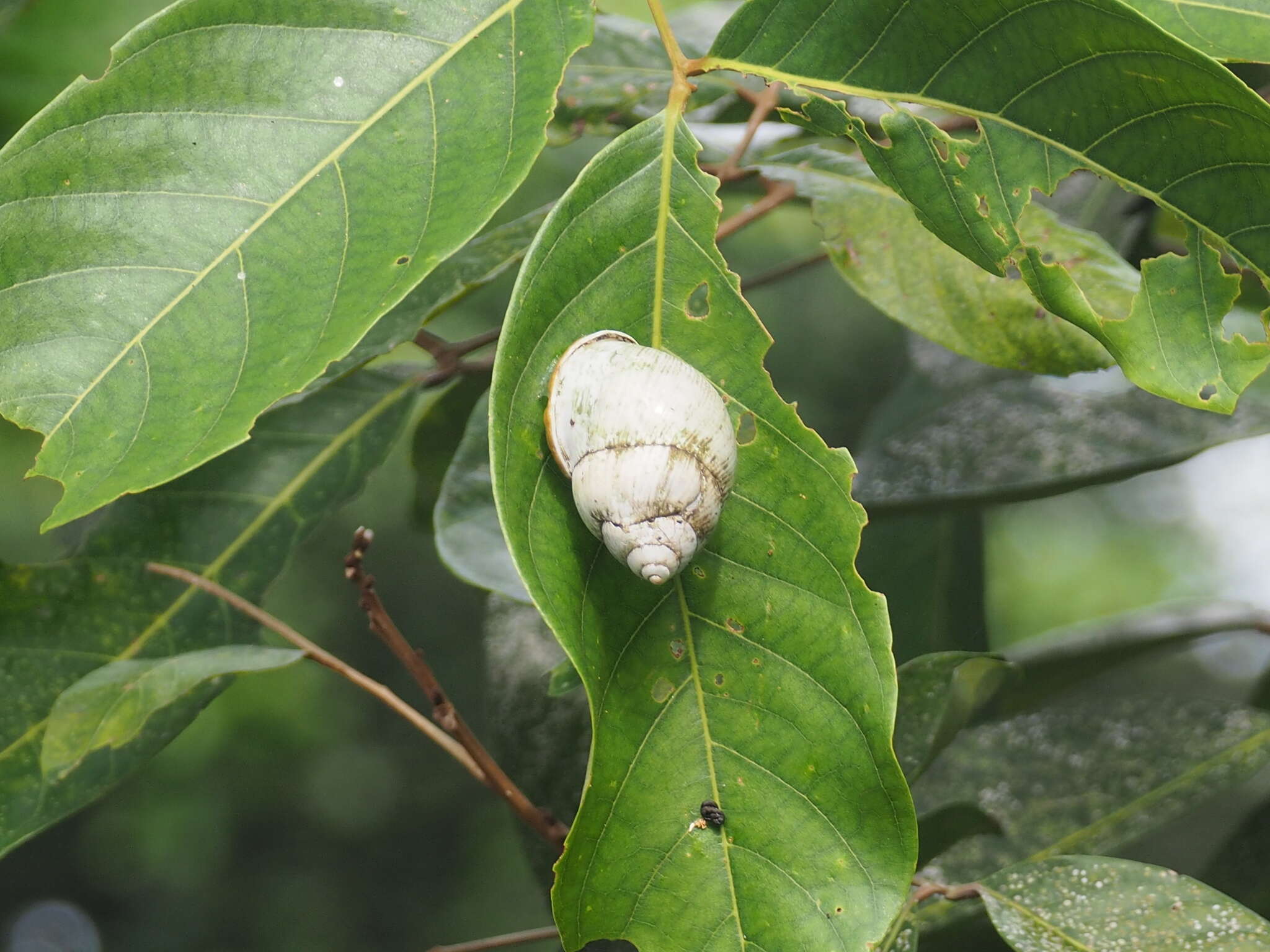 Image of <i>Amphidromus palaceus</i>