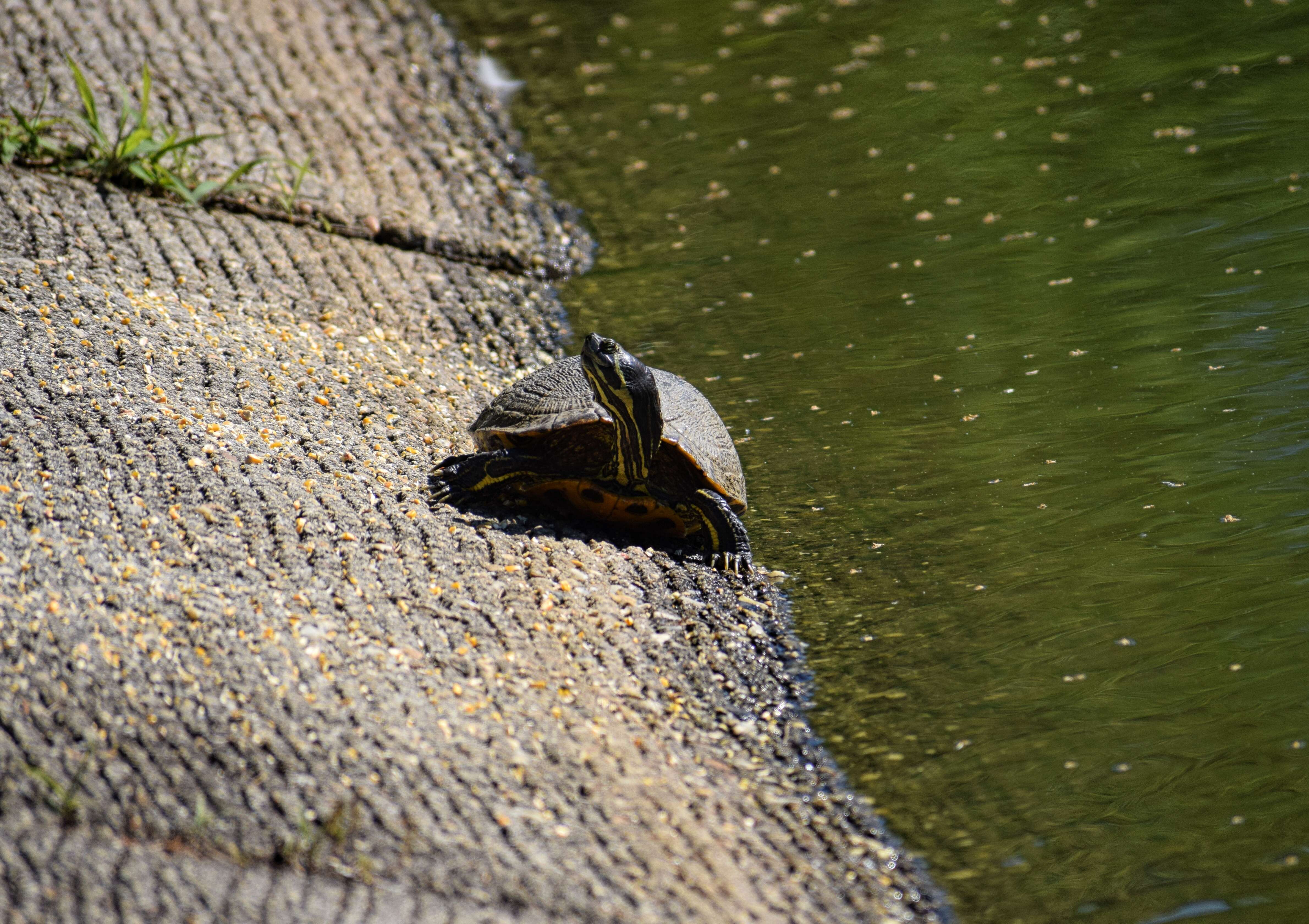 Image of yellow-bellied slider