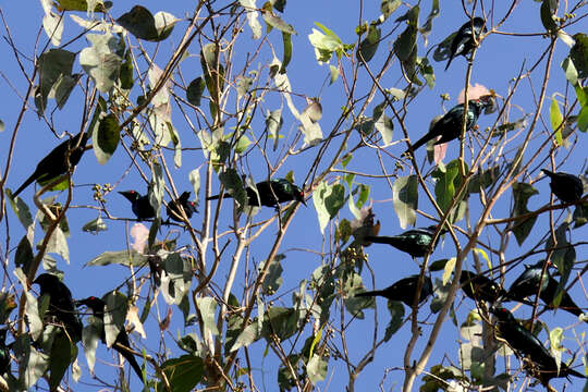 Image of Metallic Starling