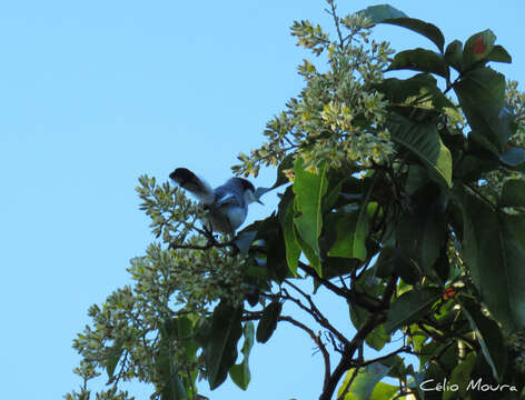 Polioptila plumbea atricapilla (Swainson 1831) resmi