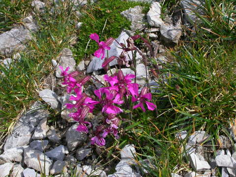 Image de Silene elisabethae Jan