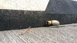 Image of Eastern Hercules Beetle