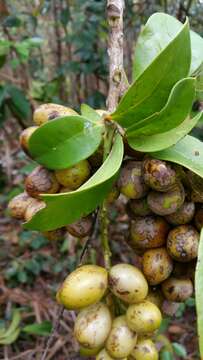 Image of Burasaia madagascariensis DC.