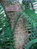 Image of Bushman's River Cycad