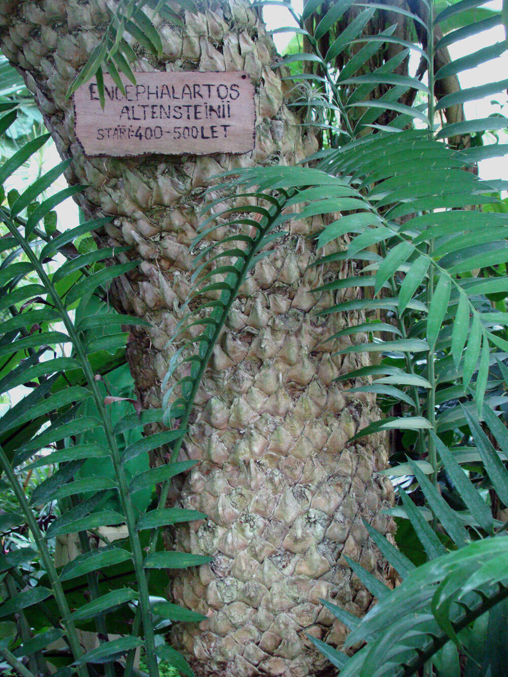 Image of Bushman's River Cycad