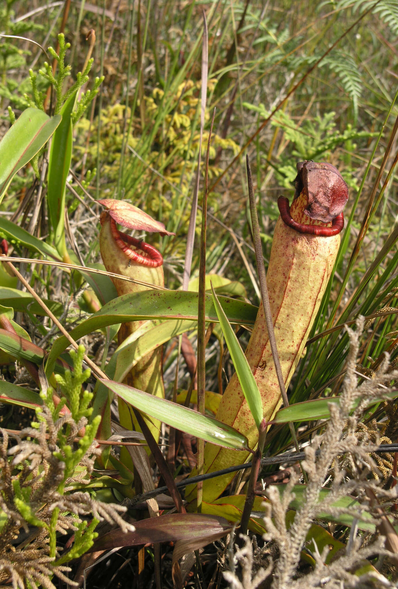 Image of Nepenthes bokorensis Mey