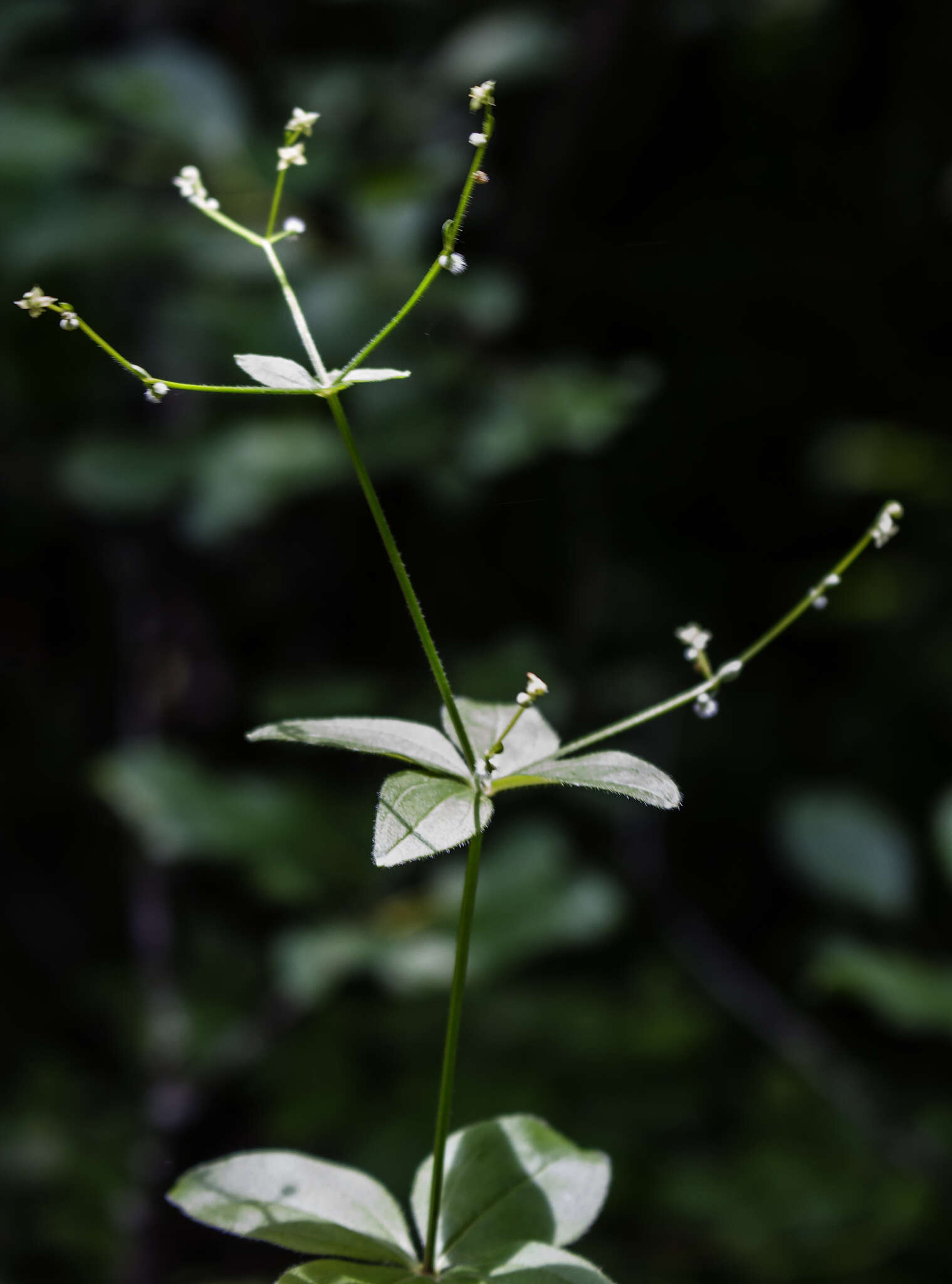 صورة <i>Galium <i>circaezans</i></i> var. circaezans