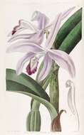 Plancia ëd Cattleya perrinii Lindl.