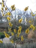 Hamamelis mollis Oliv. resmi