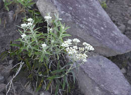 Image of Anaphalis margaritacea subsp. margaritacea