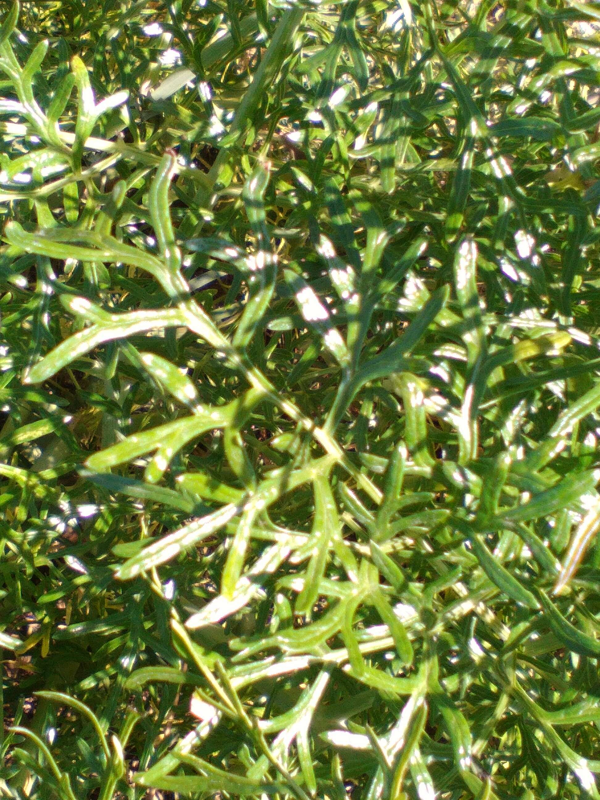 Image of Giant Fennel