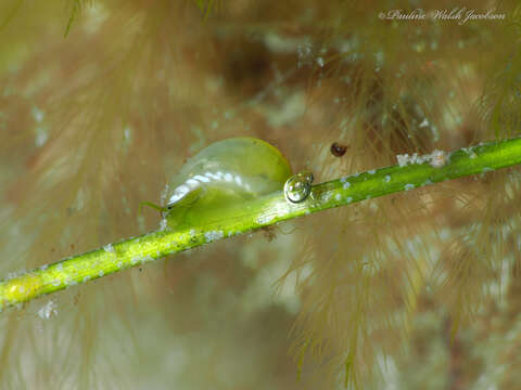 Image of emerald nerite