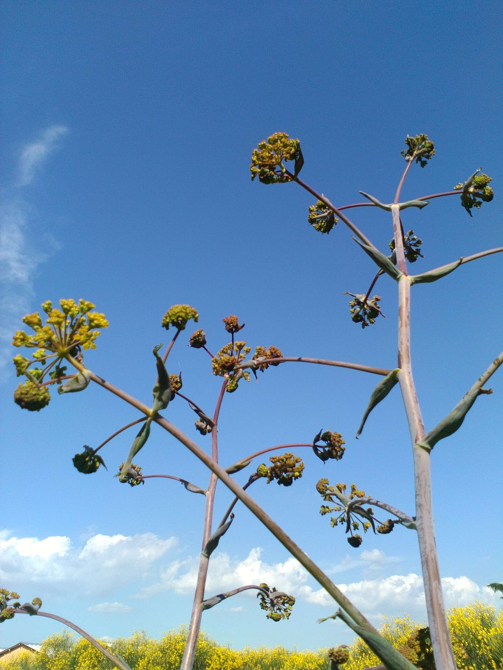 Image of Giant Fennel