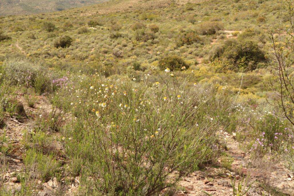 Image of Phymaspermum leptophyllum (DC.) Benth. & Hook. fil.