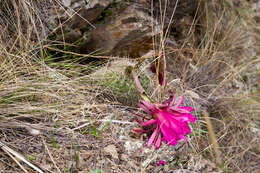 Echinopsis mamillosa Gürke resmi