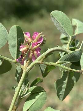 Image of <i>Indigofera <i>schimperi</i></i> Jaub. & Spach var. schimperi