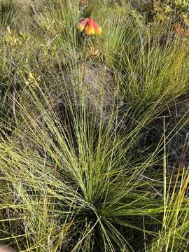 Image of Blandfordia grandiflora R. Br.