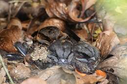 Image of Collared Nightjar