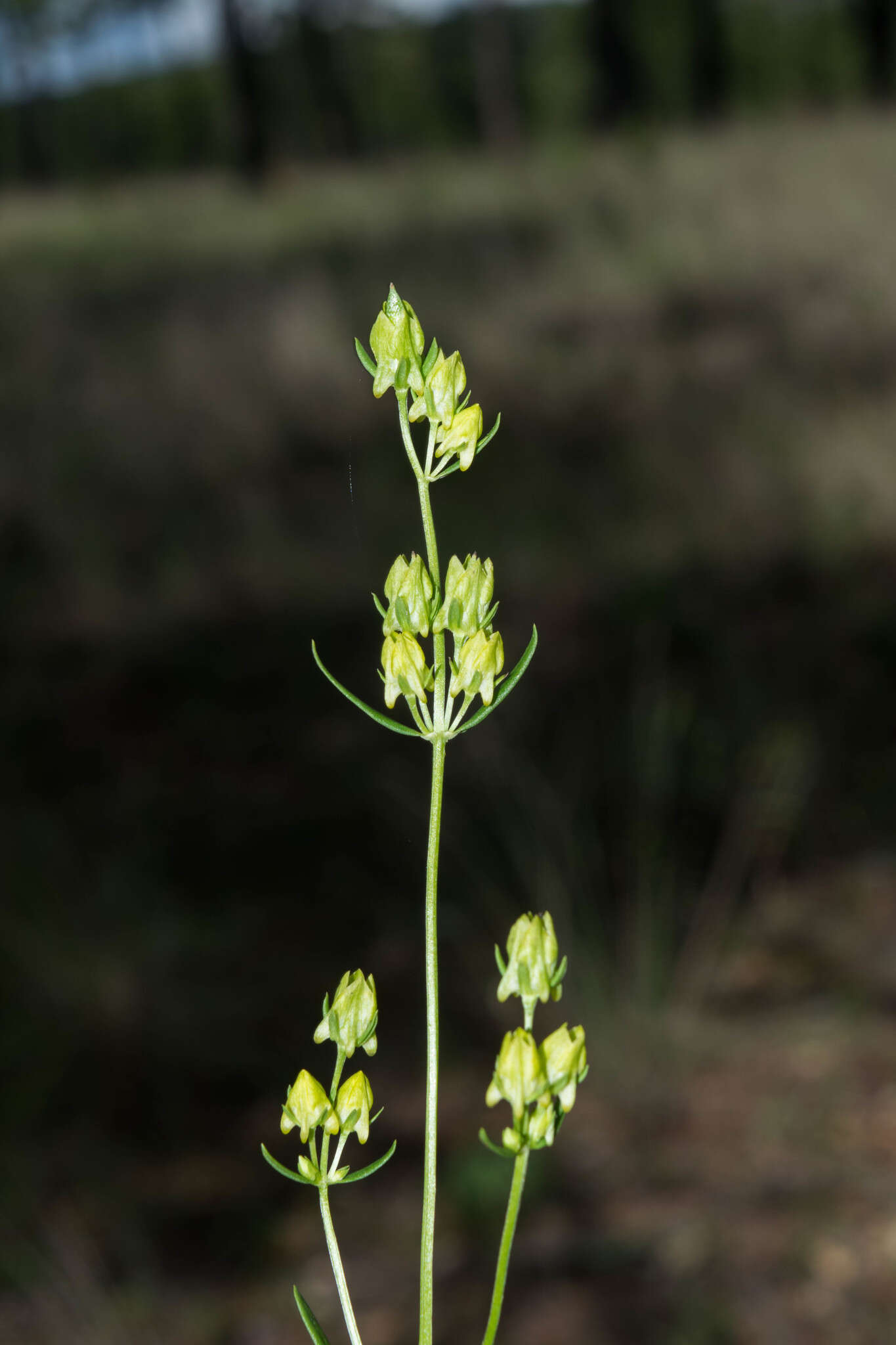 Image of Halenia brevicornis (Kunth) G. Don