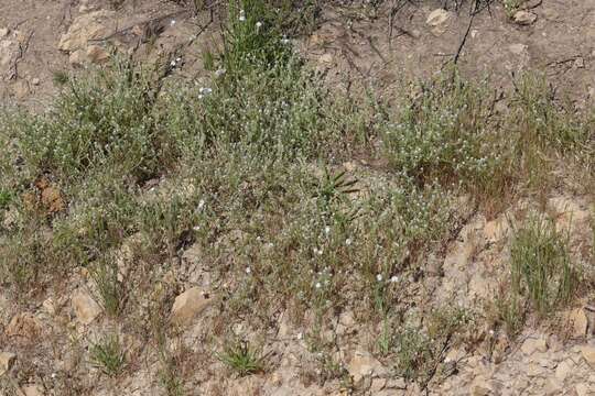 Image of Tejon cryptantha