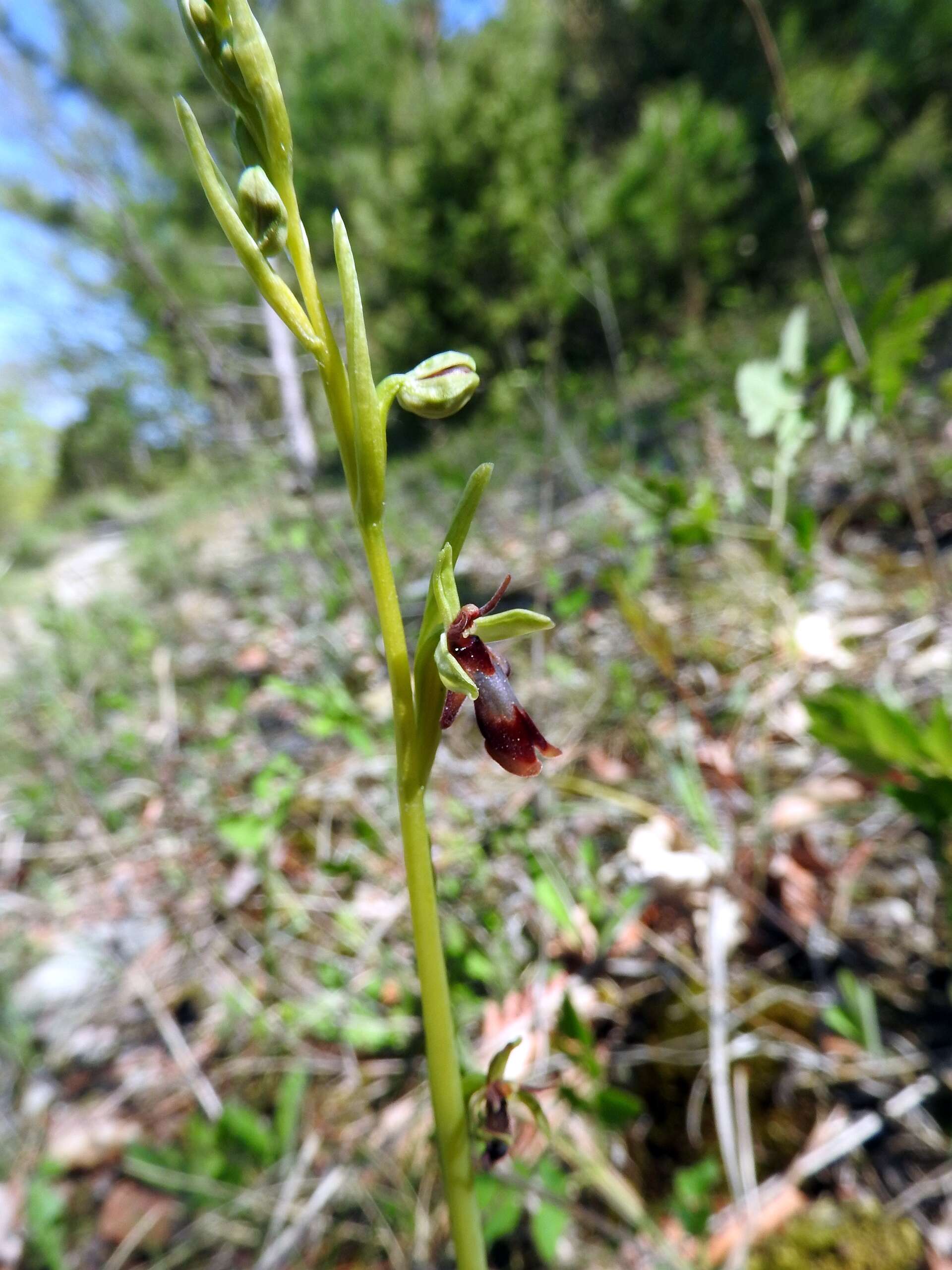 Image of Fly orchid