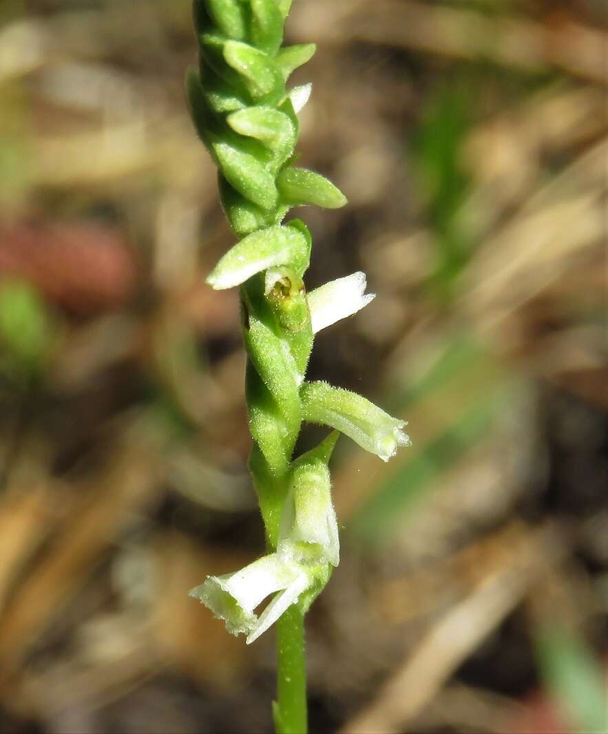 Spiranthes brevilabris Lindl. resmi