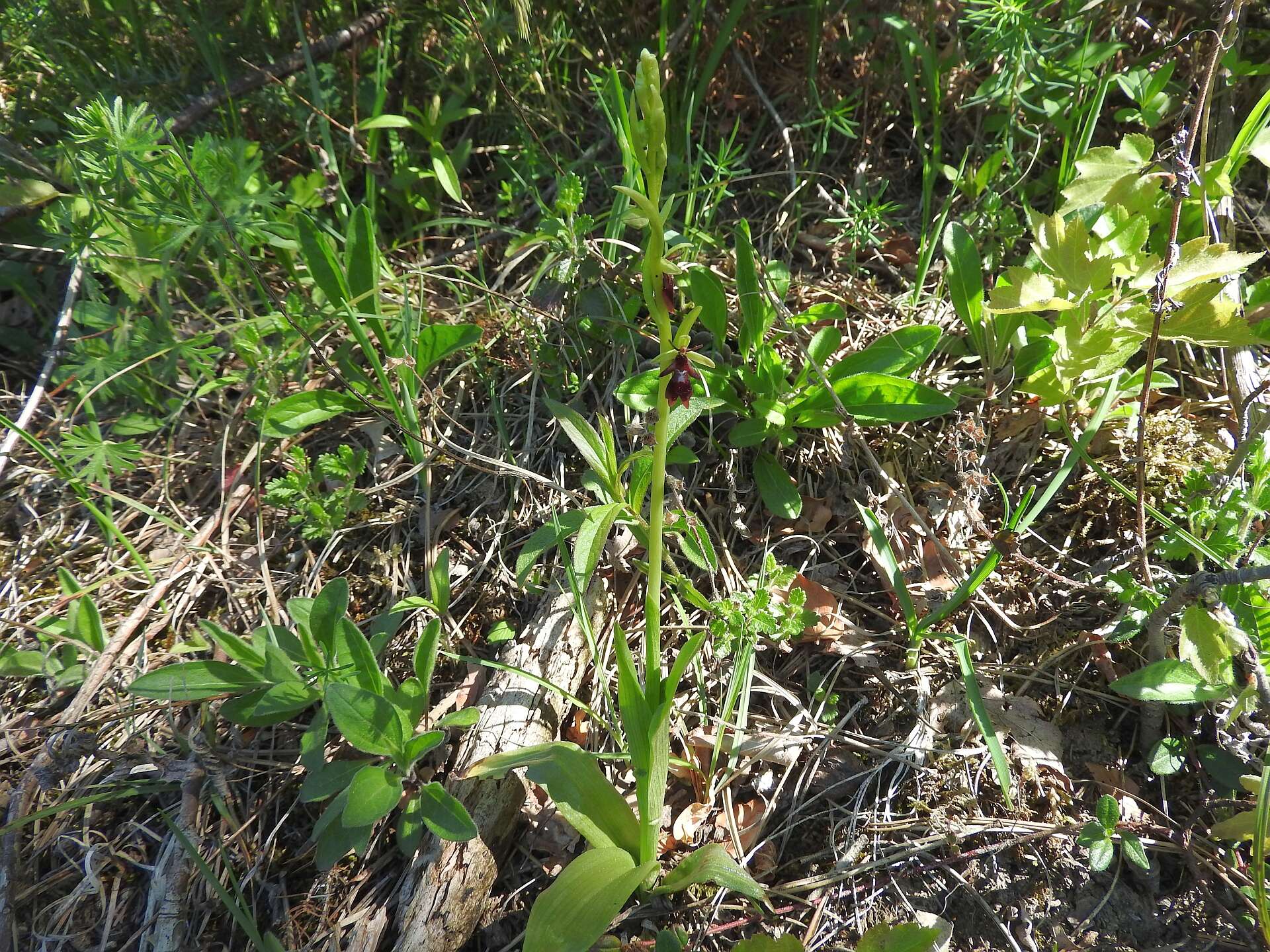 Слика од Ophrys insectifera L.