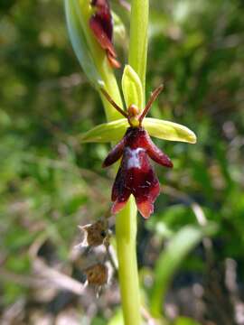 Image of Fly orchid