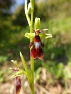 Слика од Ophrys insectifera L.