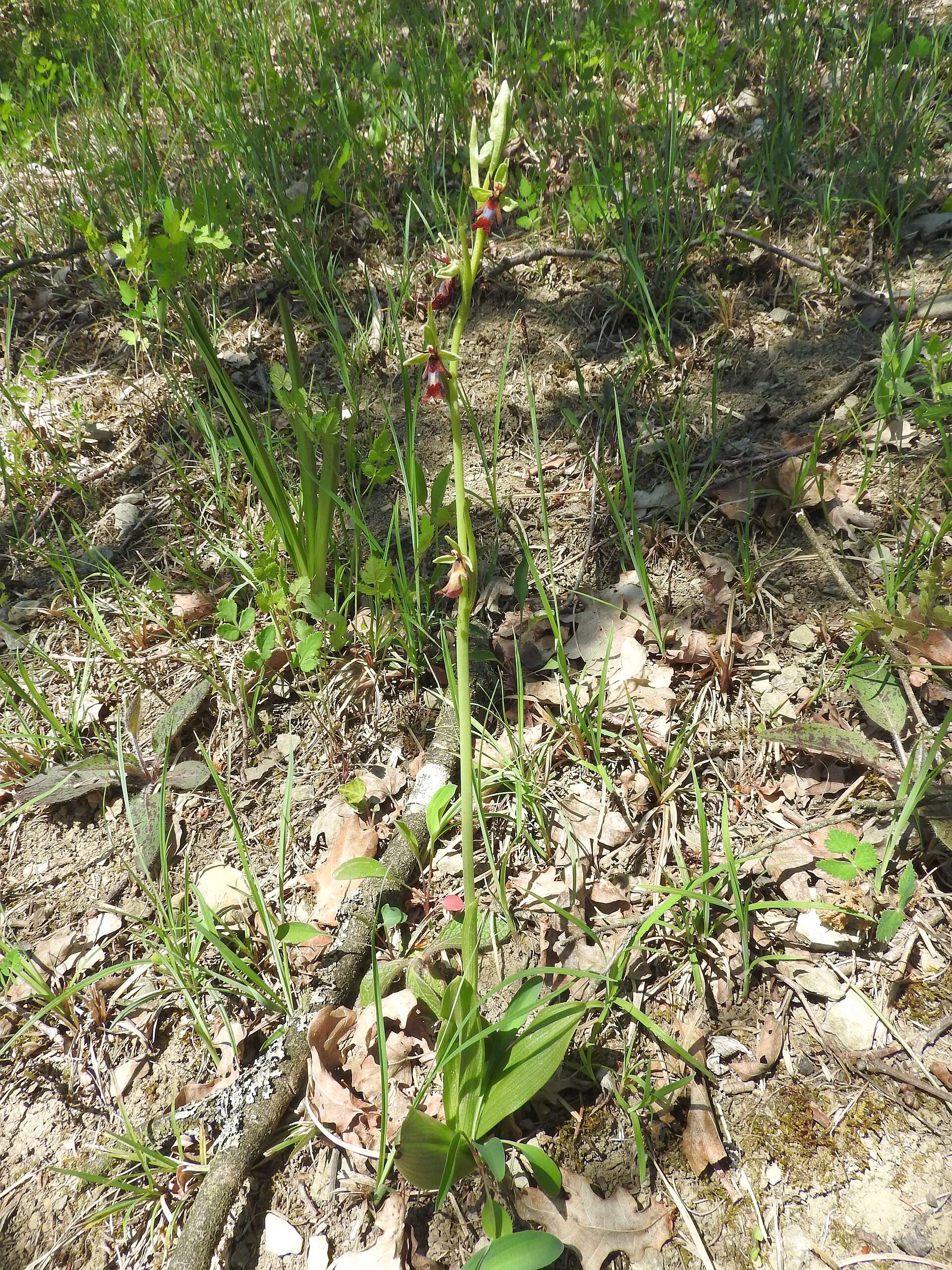 Image of Fly orchid