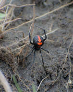 Latrodectus thoracicus Nicolet 1849的圖片