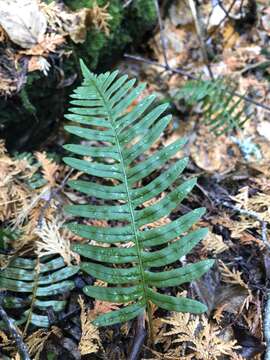 Слика од Polypodium incognitum Cusick