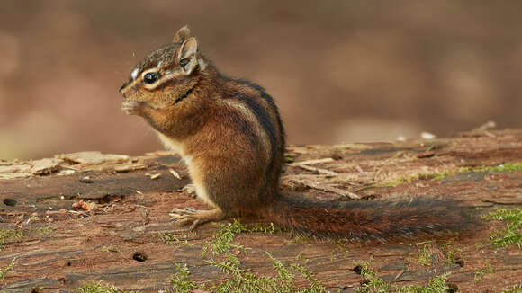 Image of Sonoma Chipmunk