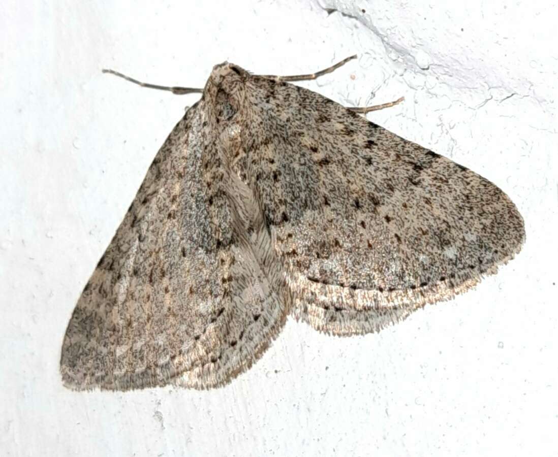 Image of mottled grey