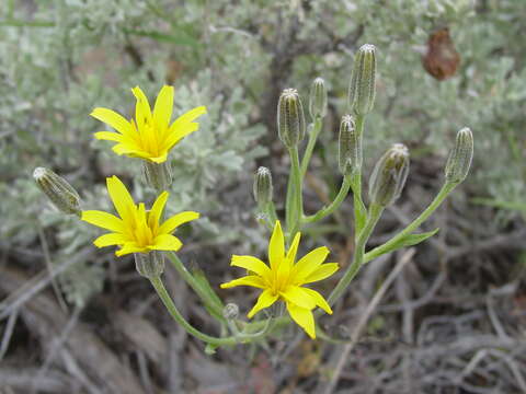 Image of tapertip hawksbeard