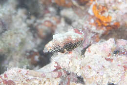 Image of Black leopard wrasse