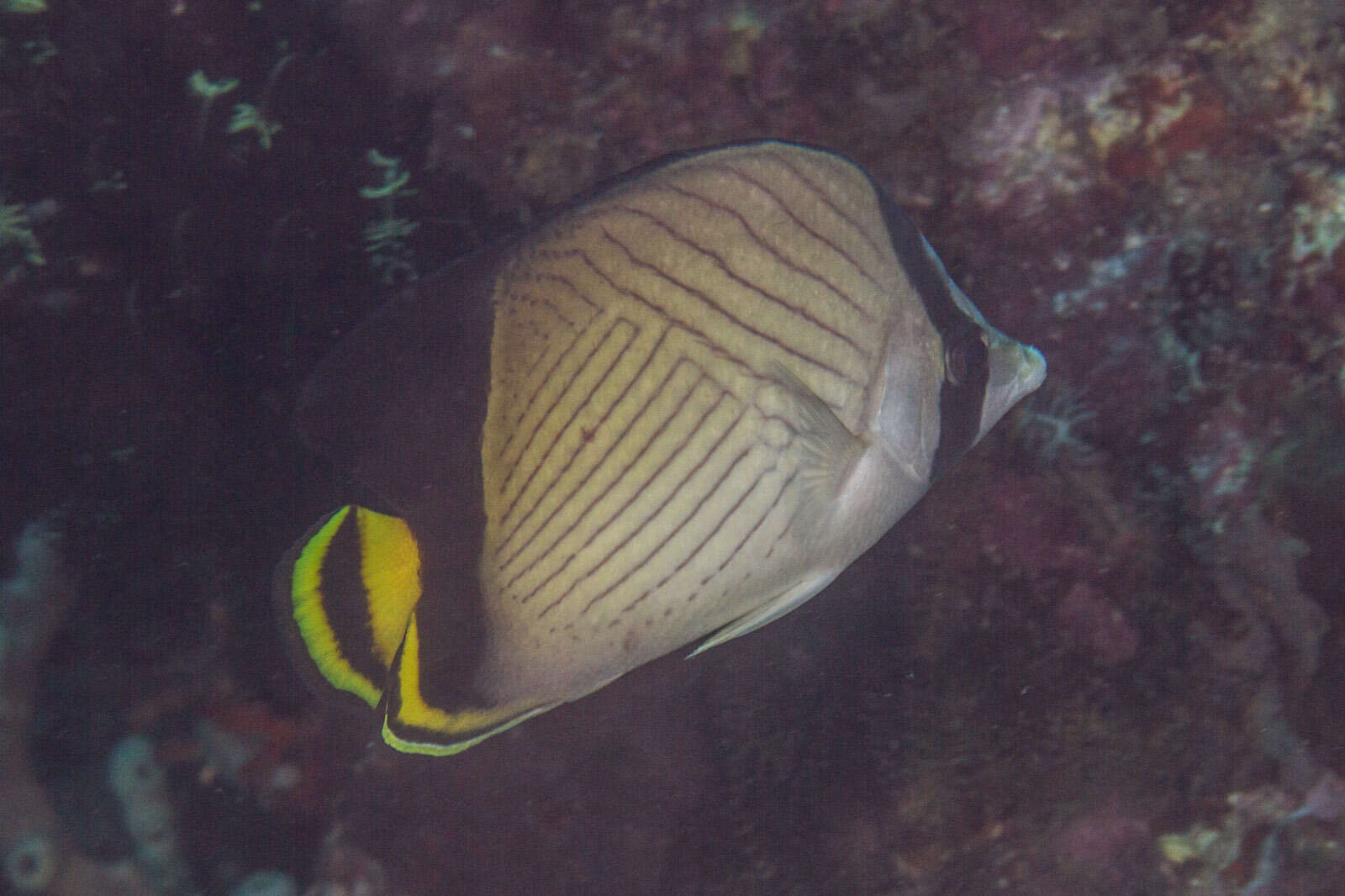 Image of Black-finned Vagabond