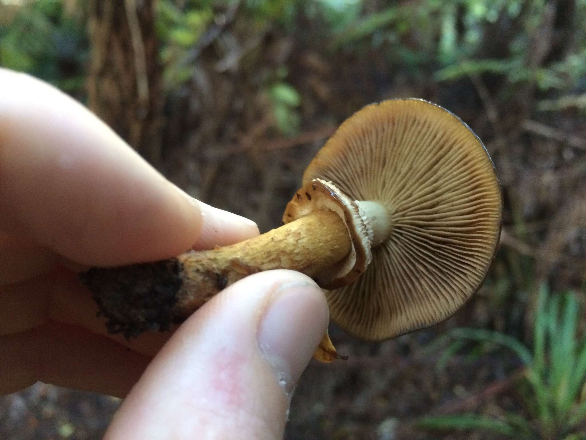 Sivun Cortinarius majestaticus (E. Horak) T. P. Anderson & Orlovich 2016 kuva