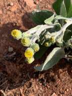 Image of Senecio coronatus (Thunb.) Harv.