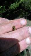 Image of Lady beetle