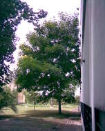 Image of Yellow Flame Tree