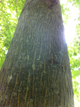 Image of bitternut hickory