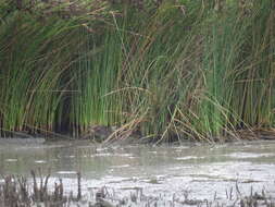 Image of Spotted Crake