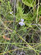 Image de Westringia tenuicaulis C. T. White & W. D. Francis