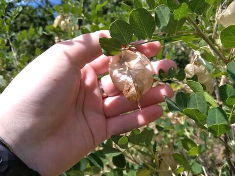 Image of Colutea cilicica Boiss. & Balansa