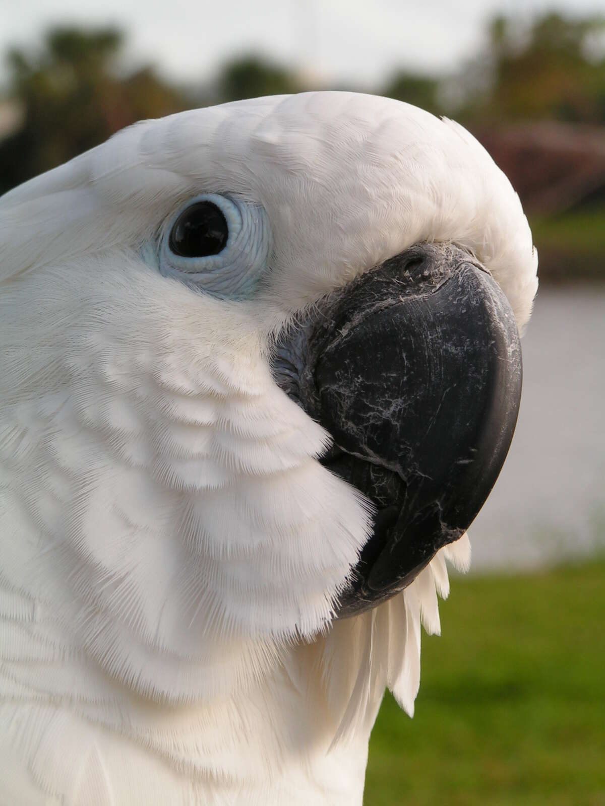 Image of cockatoos