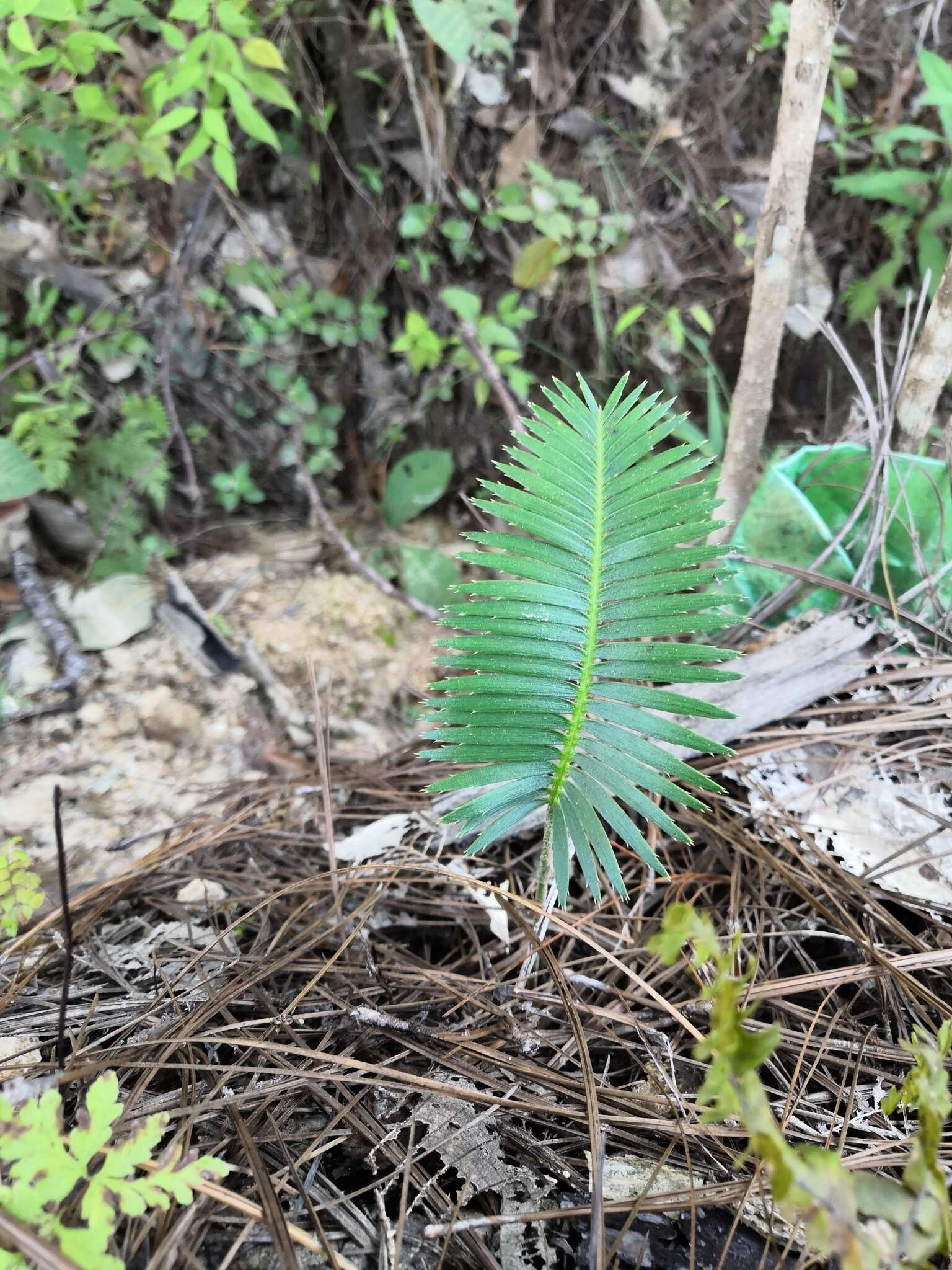 Image of Cycad