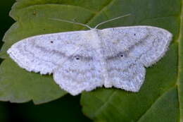 Scopula nigropunctata Hüfnagel 1767的圖片