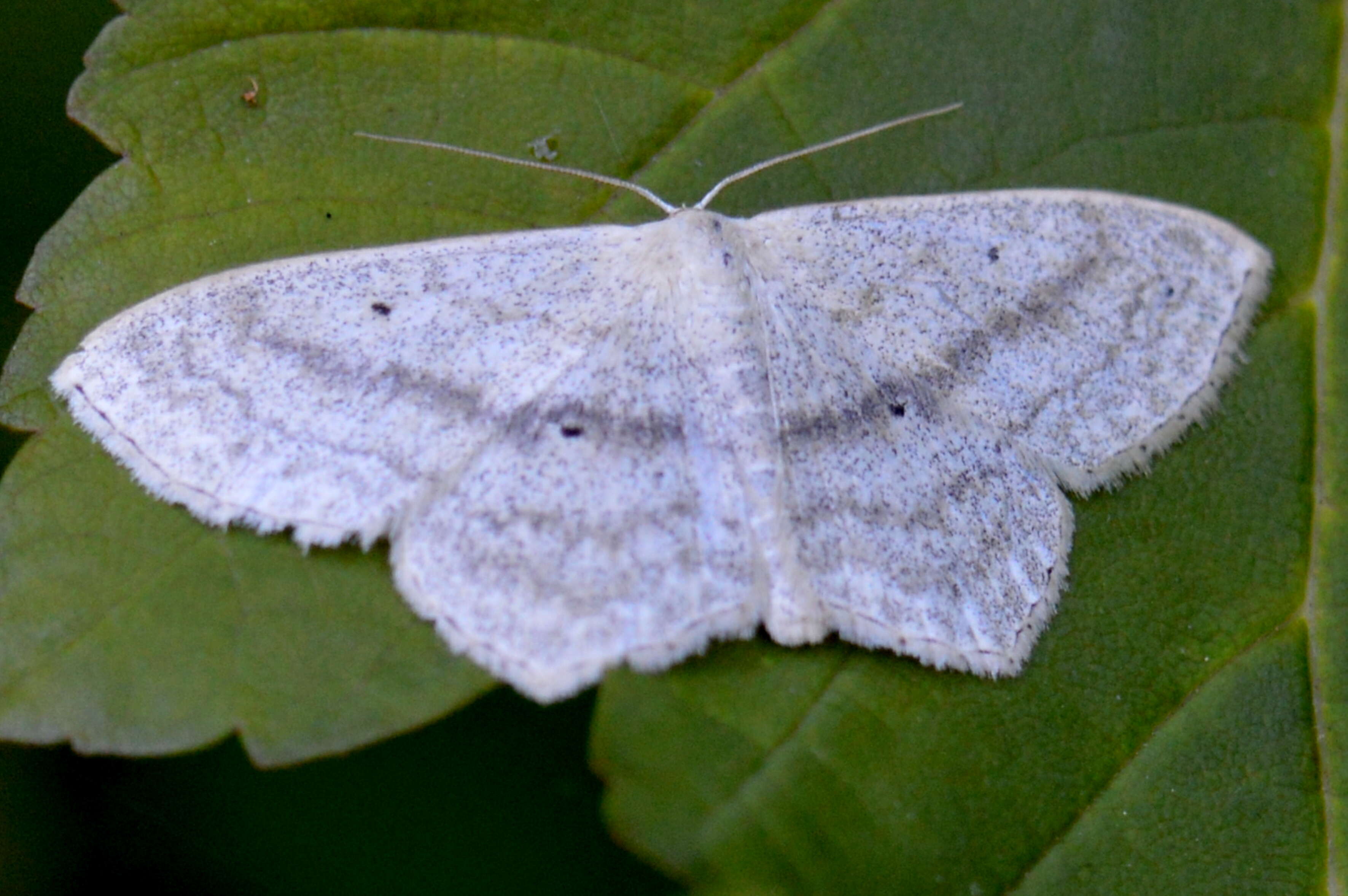 Scopula nigropunctata Hüfnagel 1767的圖片